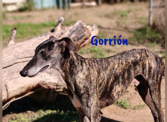 Gorrión 10/2020 (ESP) - sozialer und verspielter Galgo sucht Rasseliebhaber!