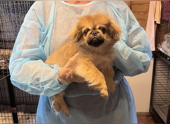 Teddy - Süßer Pekinese-Welpe sucht sein Körbchen-Glück!