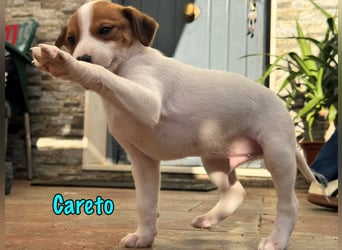 Careto 02/2025 (ESP) - verspielter, kleiner Podenco-Bodeguero Mix Welpe!