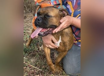 Boxermädel Ersi sucht ein aktives Zuhause.