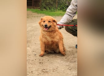 Nymeria LM – kleine Hündin mit großem Herz