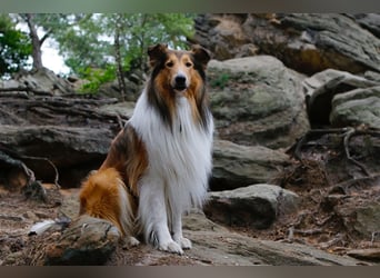 Familienfreundliche amerikanische Collies