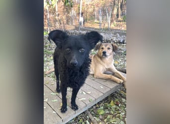 Freundlicher PANCHO ist ein liebevoller und allseits beliebter Traumhund