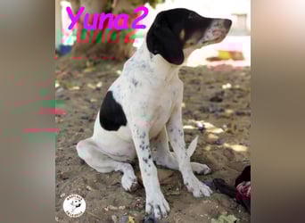 Yuna2 05/2024 (in Deutschland) - menschenbezogene und verschmuste Hündin!