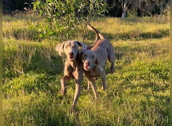 Draco (Spanien) – liebevoller Kämpfer sucht seine Familie