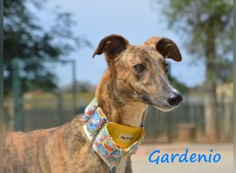 Gardenio 03/2021 (ESP) - traumhafter, verschmuster und sozialer Galgo!