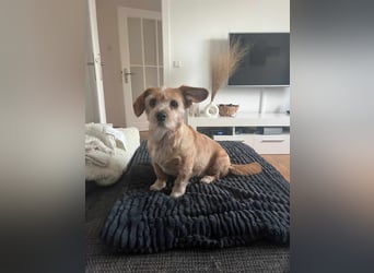 Lala sucht ein ruhiges Zuhause