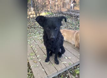 Freundlicher PANCHO ist ein liebevoller und allseits beliebter Traumhund