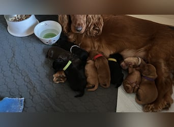 Englische Cockerspaniel Welpen in liebevolle Hände abzugeben