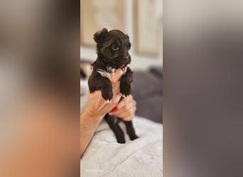 Süsses Yorki Bolonka Zwetna Mädchen Welpe abzugeben