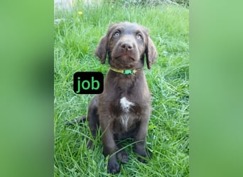 Welpen Labradoodle F1 Braun Groß Könispudel x Labrador