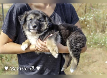 Buddy und Bernie suchen ein Zuhause