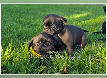 Mops Welpen