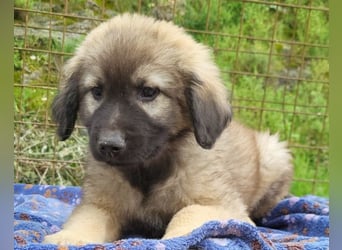 Romeo ❤️ verspielter, verträglicher Bub!