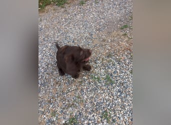 Labradoodle Welpen