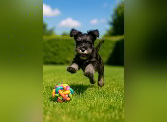 Zwergschnauzer Welpe schwarz silber  darf sofort ins neue Zuhause