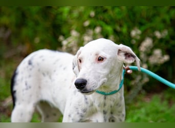 Sofia  - Mix Pointer / Dalmatiner, lieb und verträglich