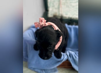 Zizi-LM, verspielte Maus sucht Zuhause