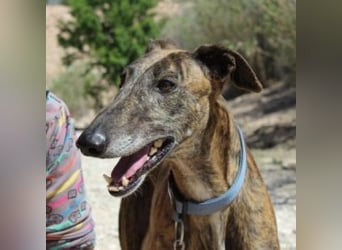 ARTISTA-Charakterstarker Galgo mit Herz und Haltung
