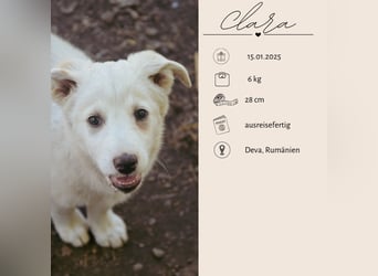 CLARA - süßer Fratz auf vier Pfoten
