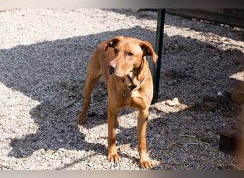 Nougat – Sucht Menschen mit Hundeverstand