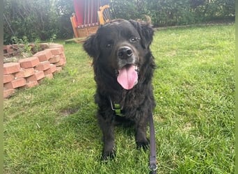 Nanu, Labrador Neufundländer Mix, geb 2013, su. enenerdiges Zuhause