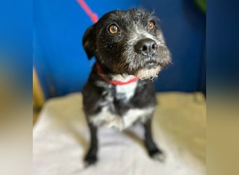 (R) ❤️ liebe Schmusemaus LUCY - 8,5 Jahre, 45cm/18kg - Schnauzer-Mix