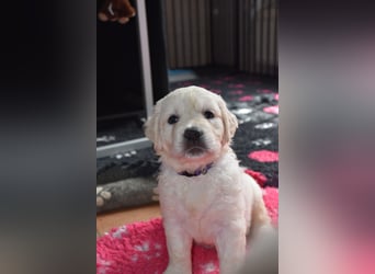 Wunderschöne sehr helle Golden Retriever Welpen