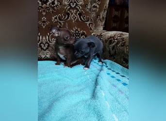 Reinrassige Chihuahua Welpen, Papiere, verkaufen