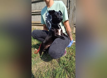 Die liebe Csipesz ist ab August auf einer Ps in 44532 Lünen !