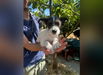 Lolka, geboren 30.03.2025, 22cm sucht sein Körbchen