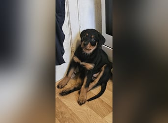 Schöne Rottweiler-Welpen