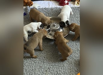 Bullys aus kontrollierter VDH-Zucht