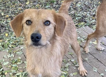 Kuckuck, wer schenkt Traumhund OLIVER ein liebevolles Zuhause?