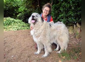 Jereld - Hund mit Sommersprossen sucht seine Familie