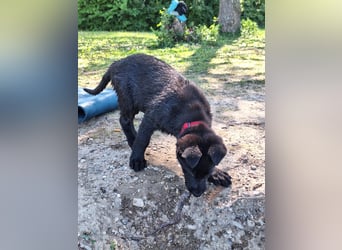 schwarze Schäferhunde aus Leistungszucht