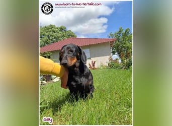 Mega liebe Sally sucht ein Zuhause