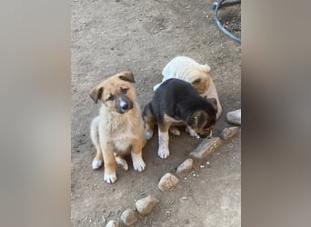 ✨Neugieriges Welpenmädchen Hermine