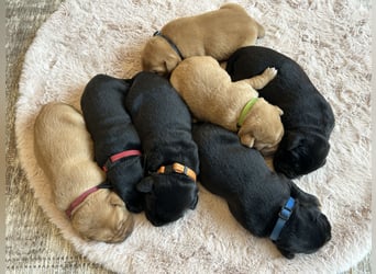 Reinrassige Labrador Welpen in foxred und schwarz