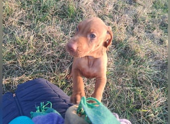 Magyar Vizsla Welpin Alva