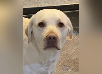 Labrador