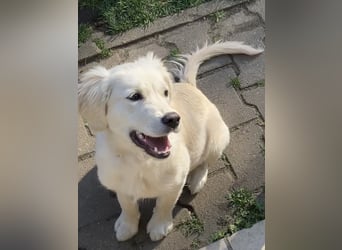 Wunderschöne Goldene Retriever Hündin - 6 Monate