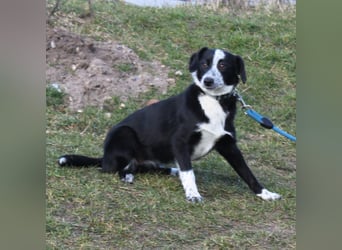 Peaches - Körbchen zum Glücklichsein gesucht