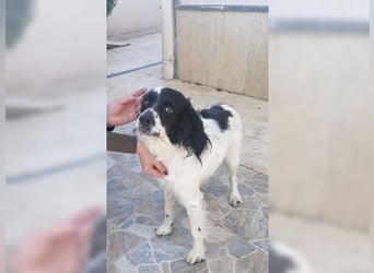 Lutz, ein aktiver, liebevoller Familienhund