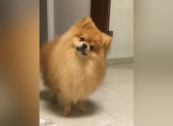 Pomeranian Kleinspitz Welpen