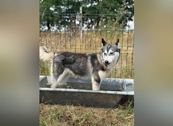 Lyra, geboren 01.07.2024, 54cm sucht aktives Zuhause