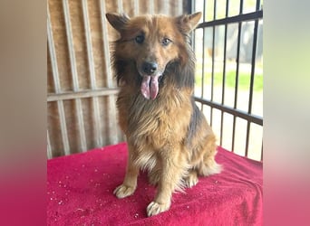❤️ superlieber ALFI - 1,5 Jahre, 46cm/16kg - Mischling