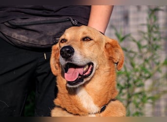 Mr John, Mix Labrador / Rafeiro Alentejano, lieb und verträglich