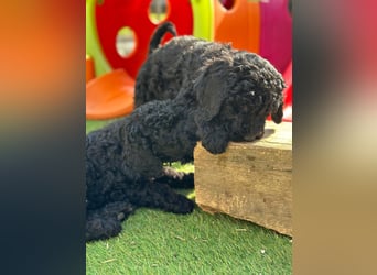 Goldendoodle F1b