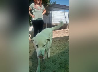 BLANCA